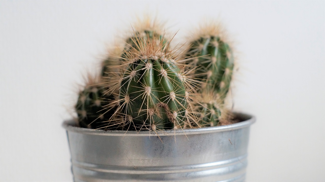 cactus spiky spikes free photo