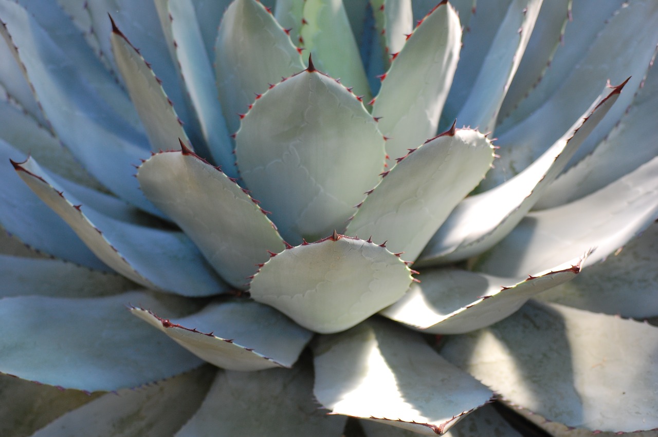 cactus leaf plant free photo
