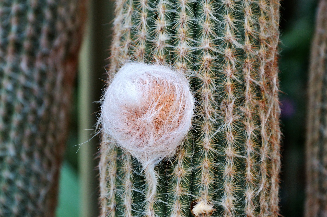 cactus spur green free photo