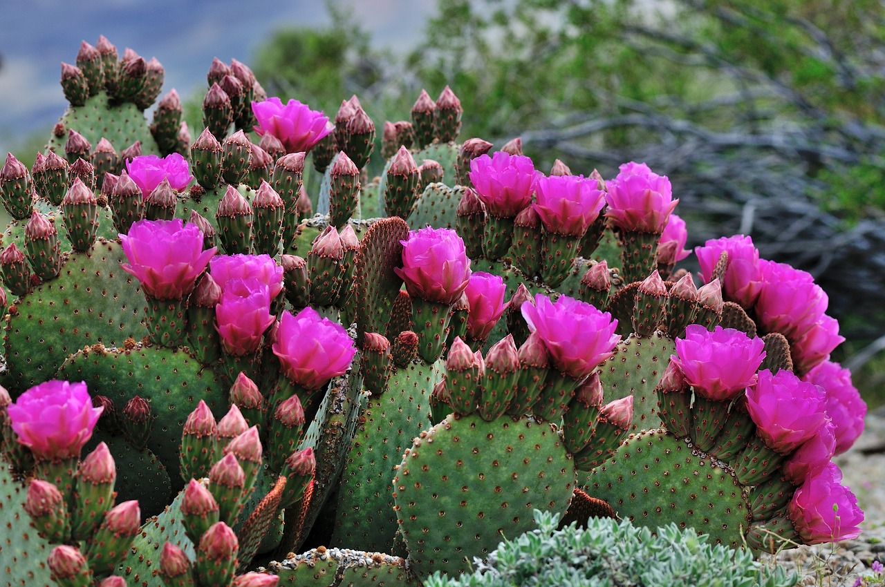 cactus pink flowers free photo
