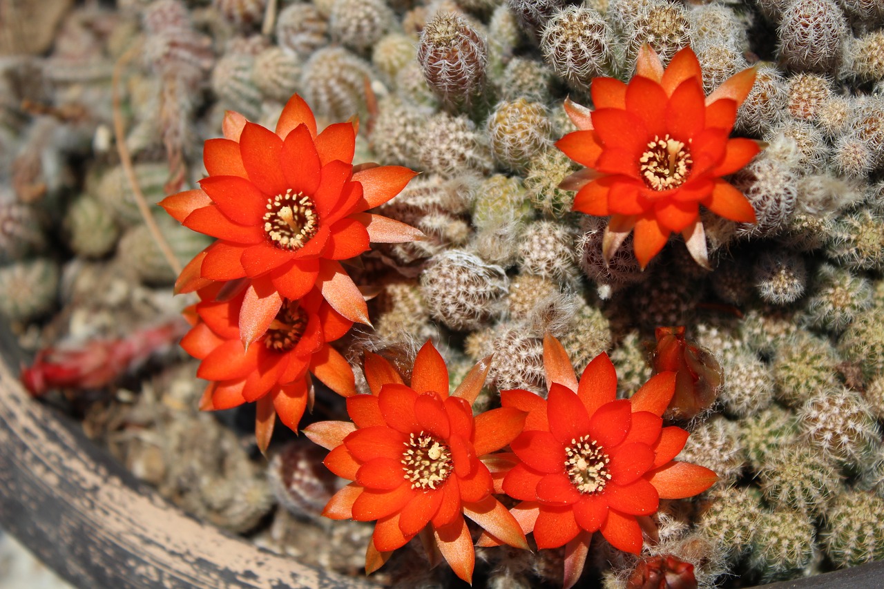 cactus flowers oranges flowering cactus free photo