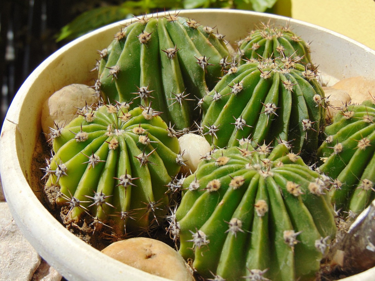 cactus plant aechmea plant free photo