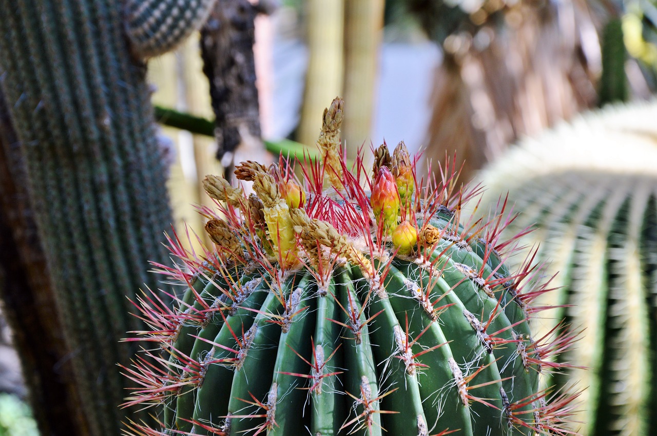 cactus spur blossom free photo