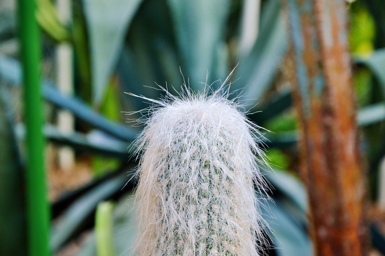 cactus spur green free photo