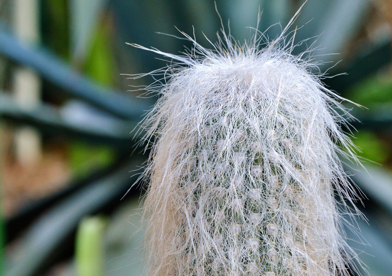 cactus spur green free photo