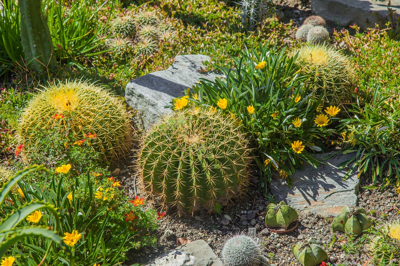 cactus mammilaria sting free photo