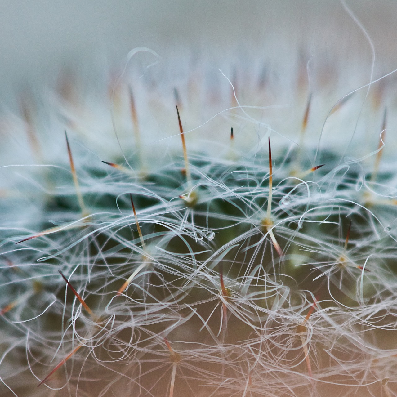 cactus dea detail free photo