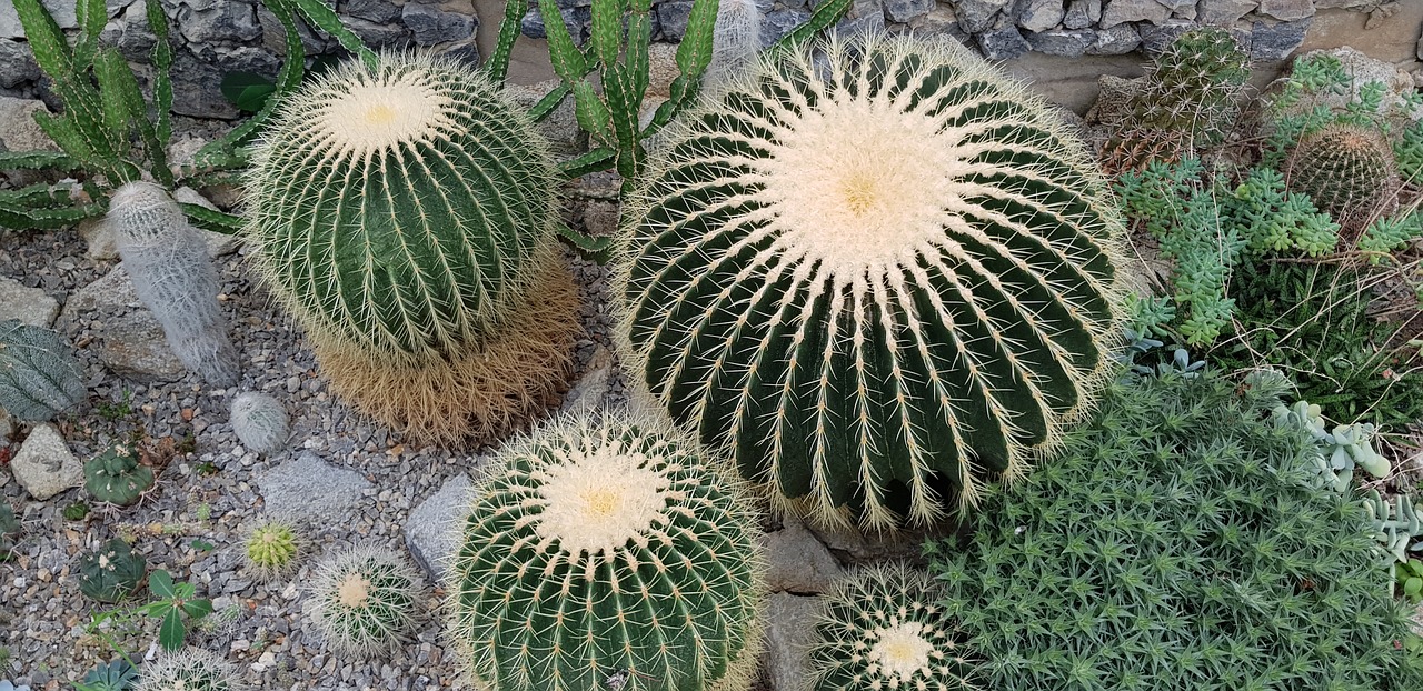 cactus sukulent thorns free photo