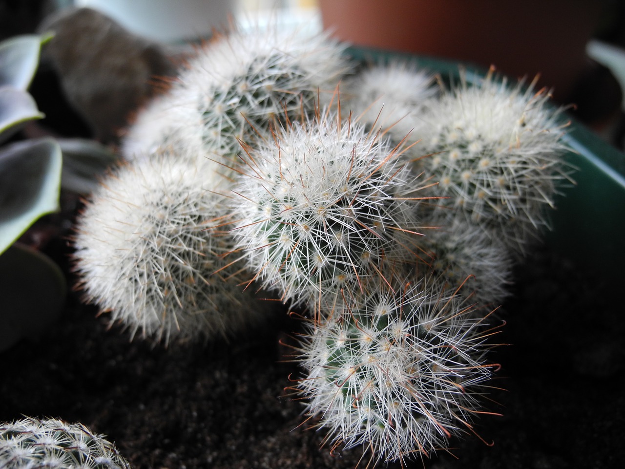 cactus round thorns free photo