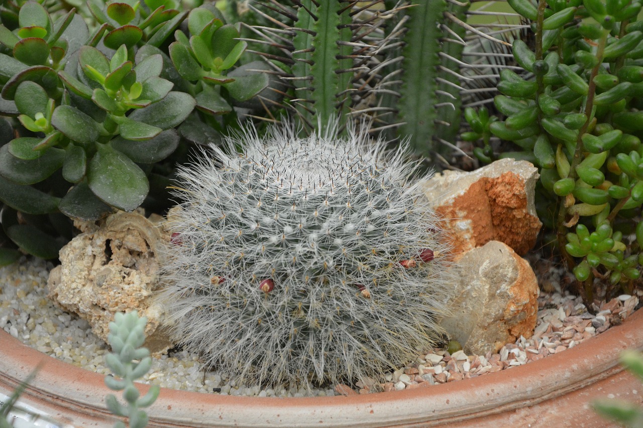 cactus plant green free photo