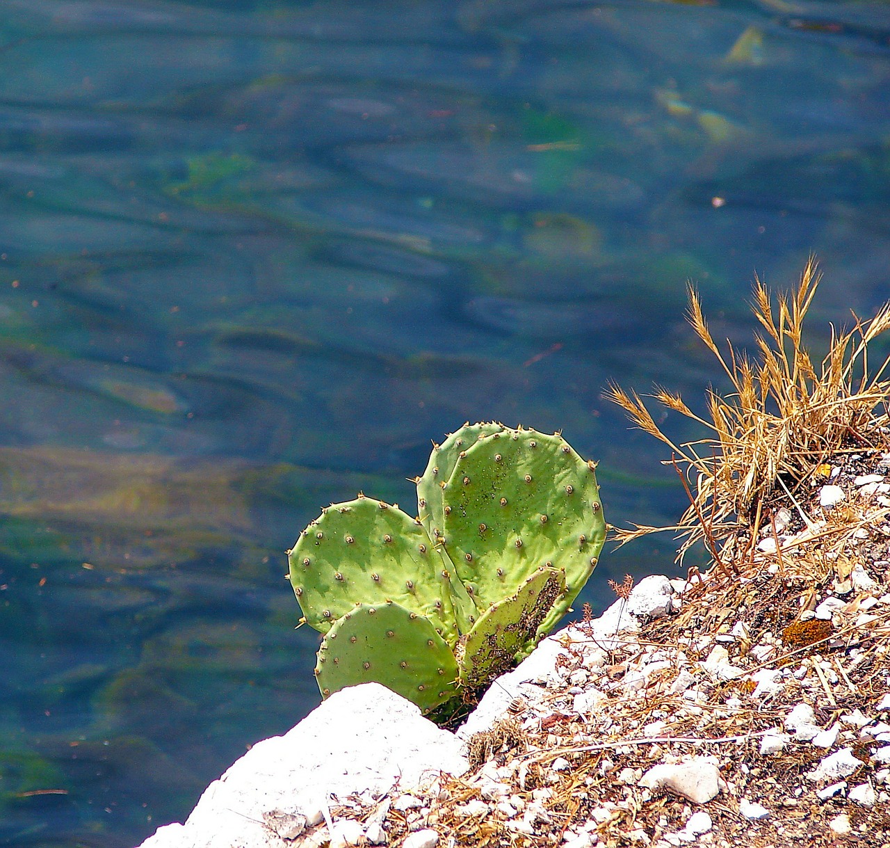 cactus rock sea free photo