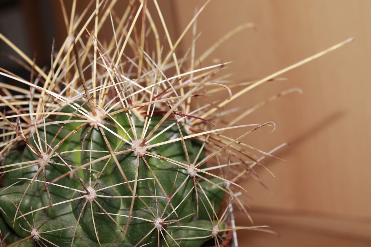 cactus plant thorns free photo