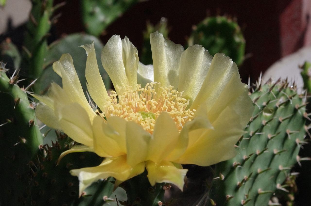 cactus flower yellow free photo