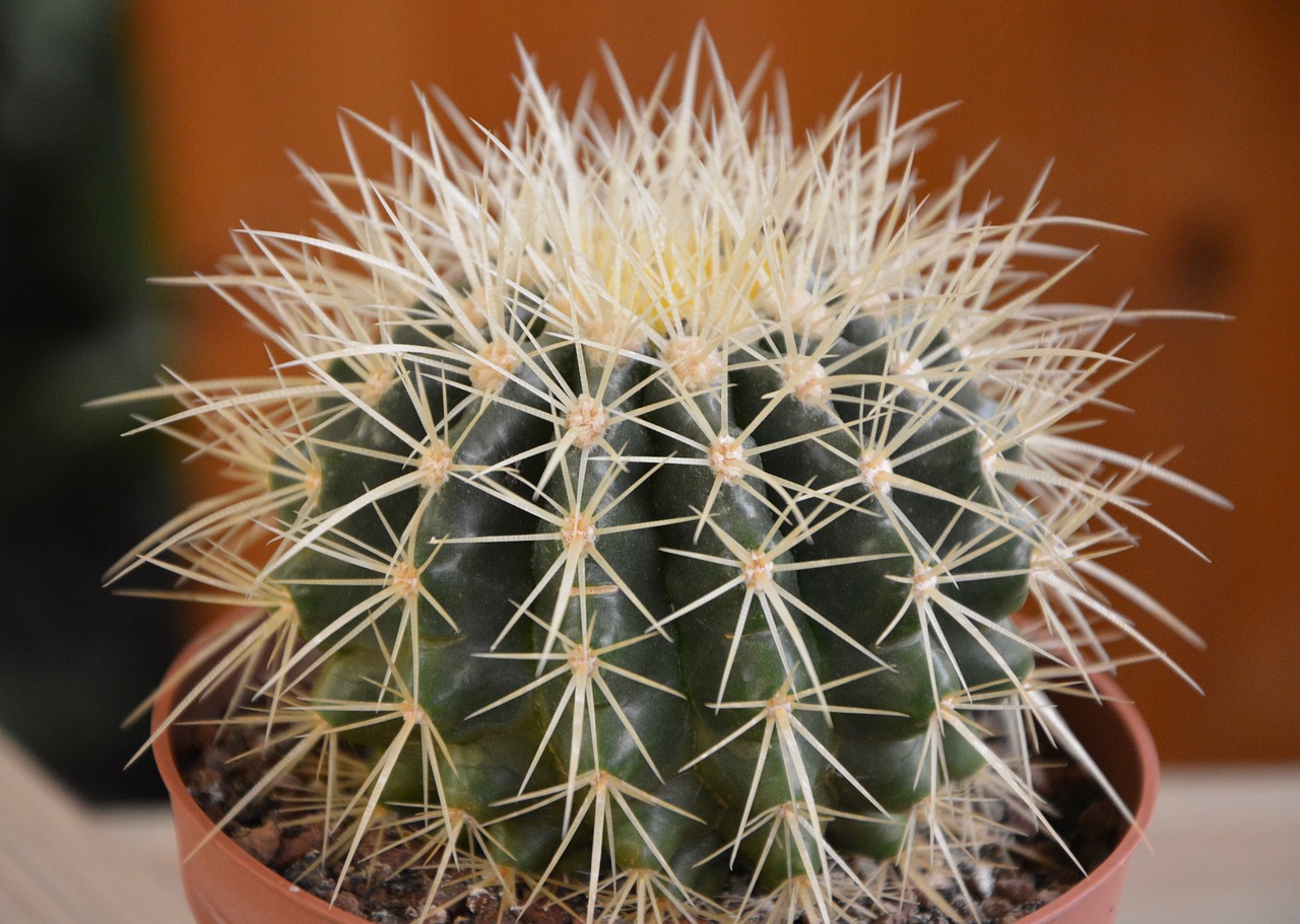 cactus thorns thorny plant free photo