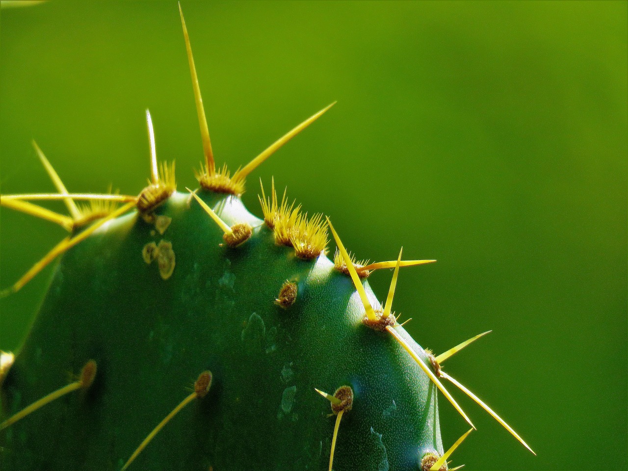 cactus macro green free photo