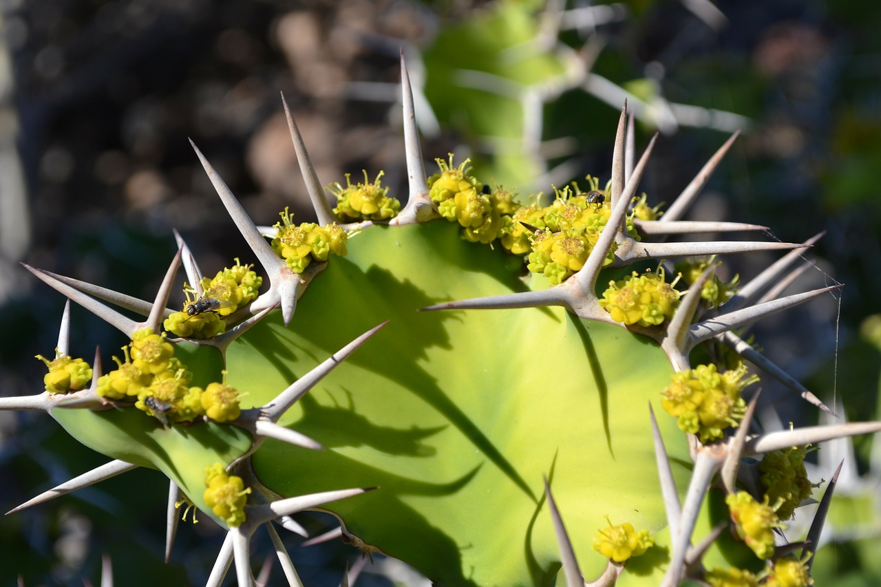 cactus plant spur free photo