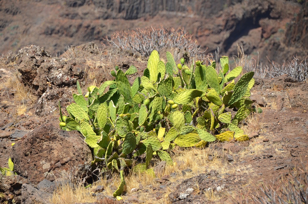 cactus plant green free photo