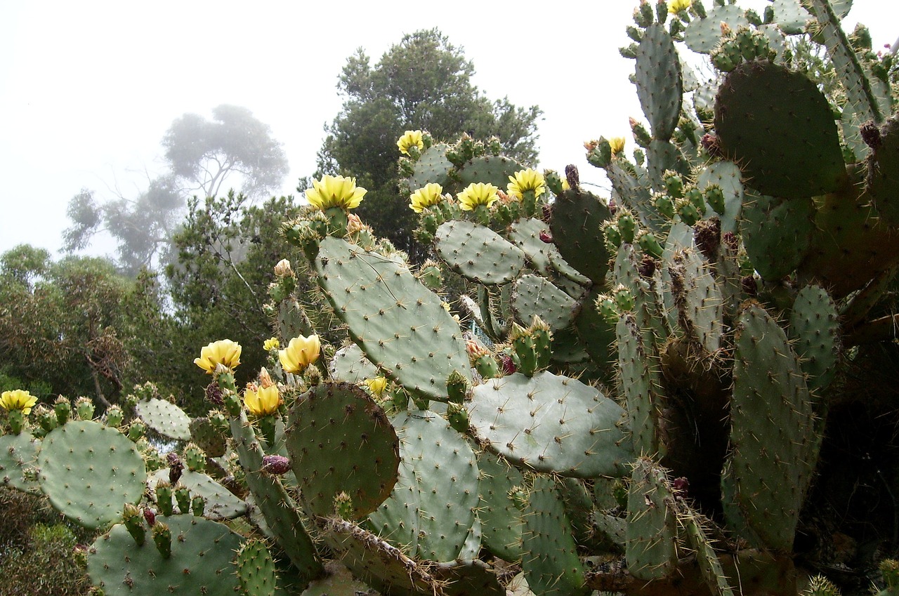 cactus holidays spain free photo