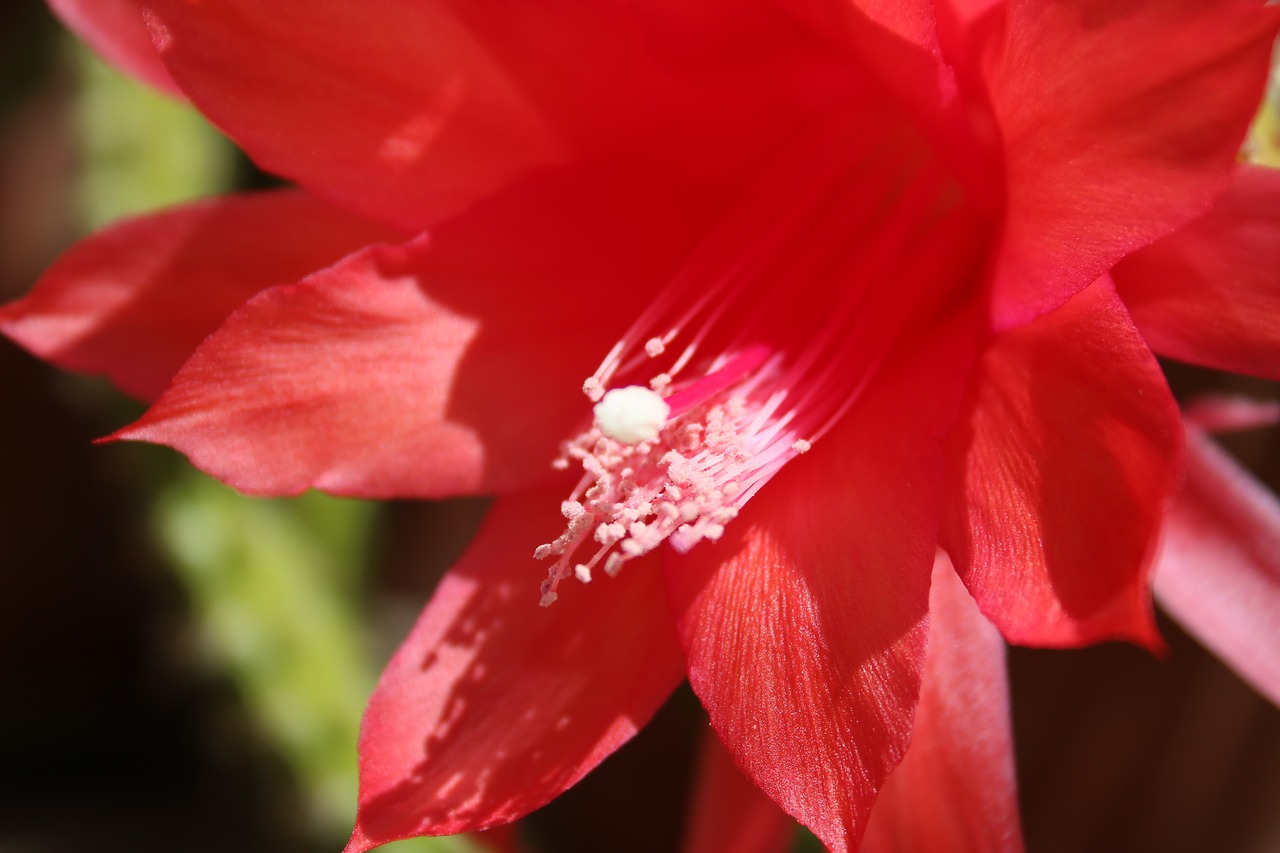 cactus blossom bloom free photo