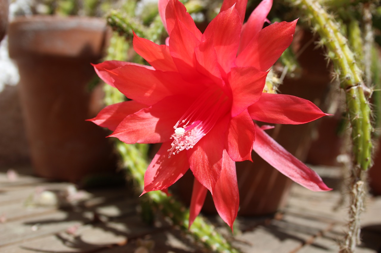 cactus blossom bloom free photo