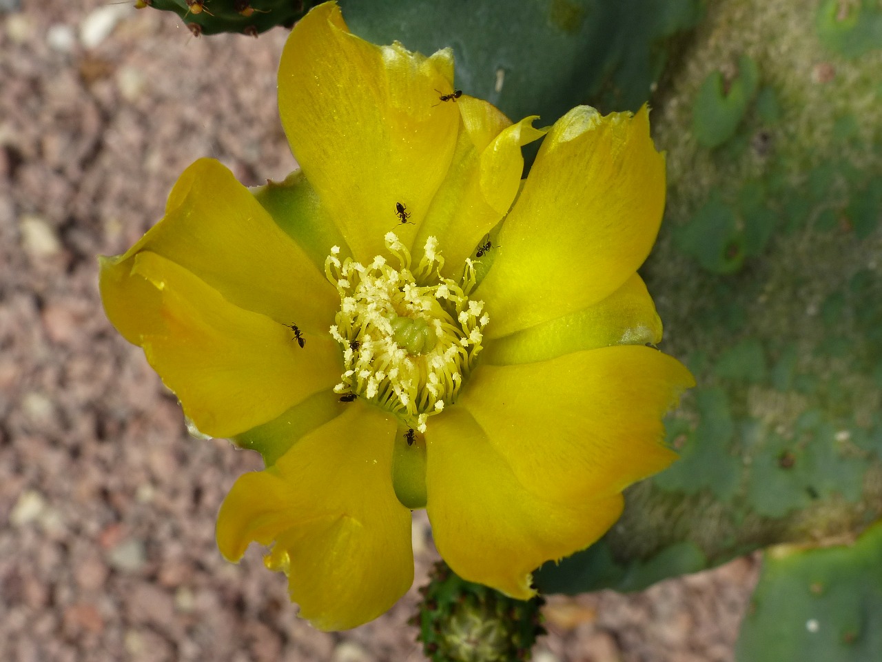 cactus flower garden free photo