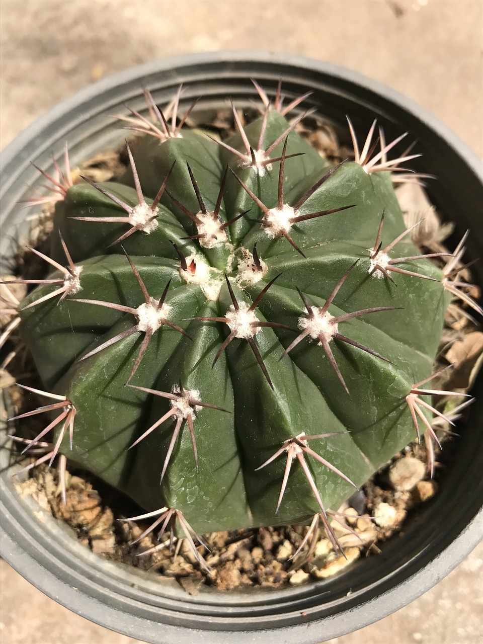 cactus green plants free photo