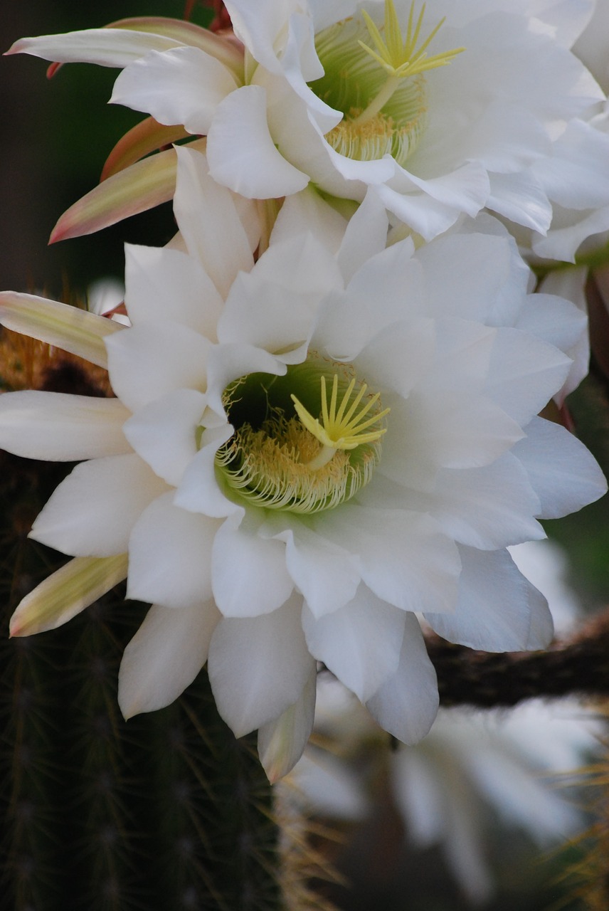 cactus flower plant free photo