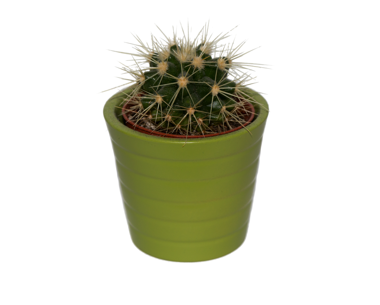 cactus plant isolated free photo