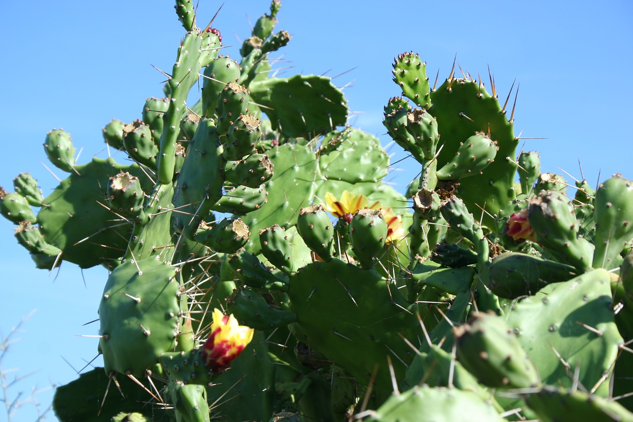 cactus corsican flower free photo