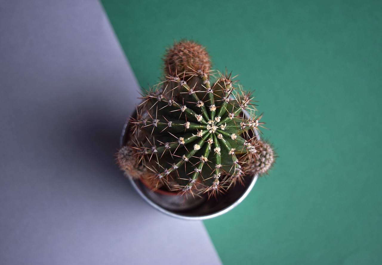 cactus succulent botanical free photo