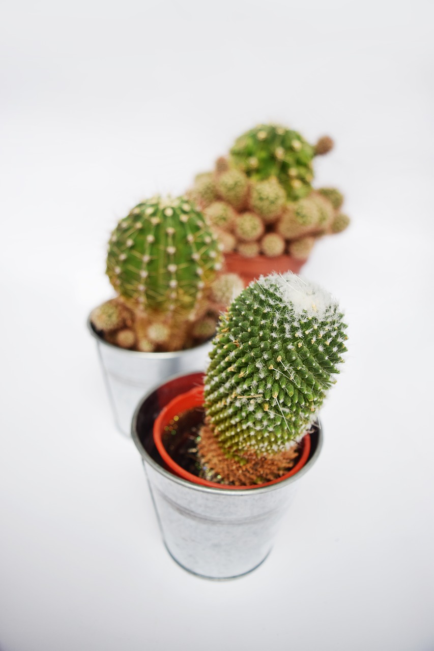 cactus succulent botanical free photo