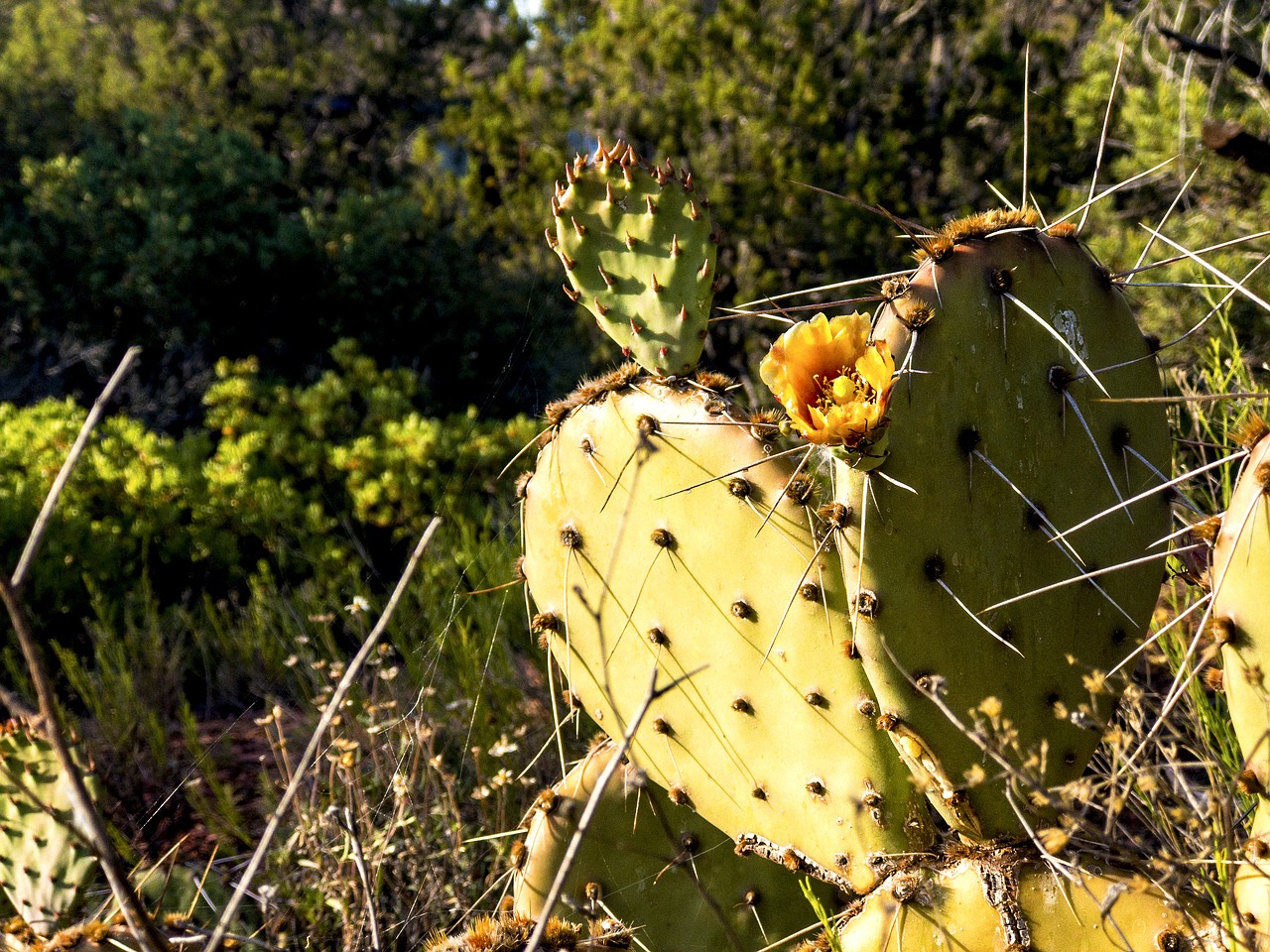 cactus prickly pear free photo
