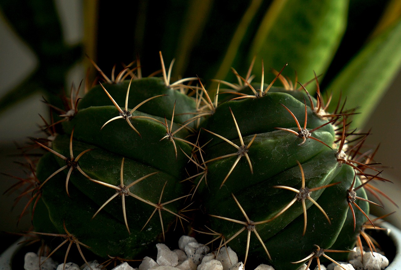 cactus spiky natural free photo