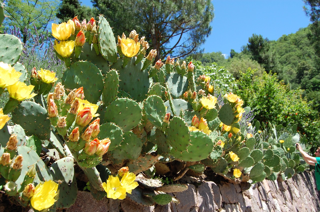 cactus prickly pear cactus greenhouse free photo