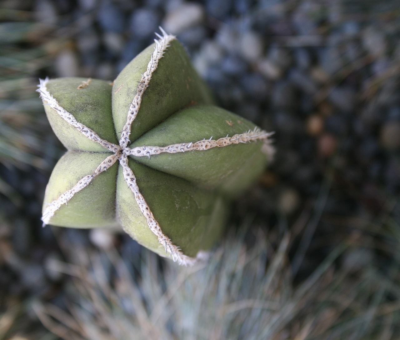 cactus plant green free photo