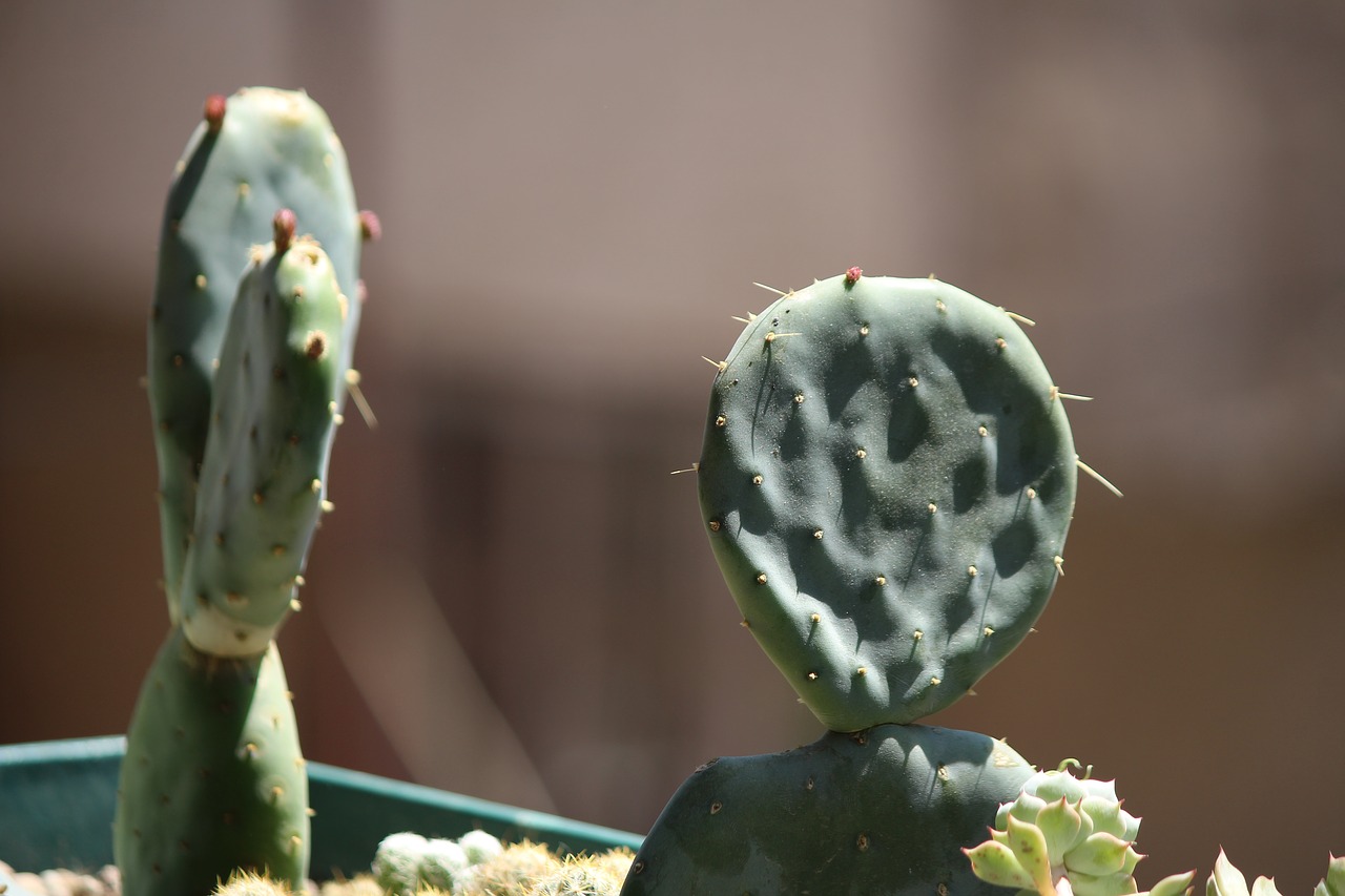 cactus mother-in-law language cactus fruit free photo