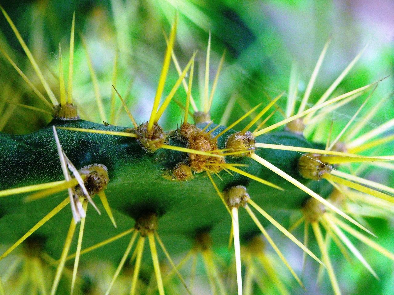 cactus centong thorn free photo