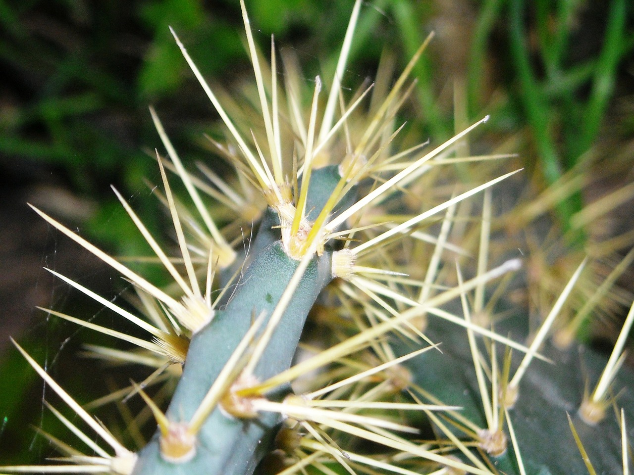 cactus centong thorn free photo