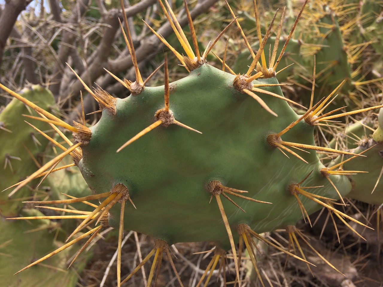 cactus green thorns free photo