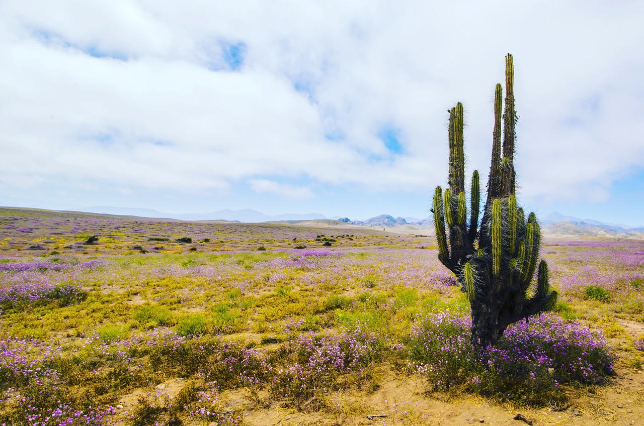 cactus flowering desert flowers free photo