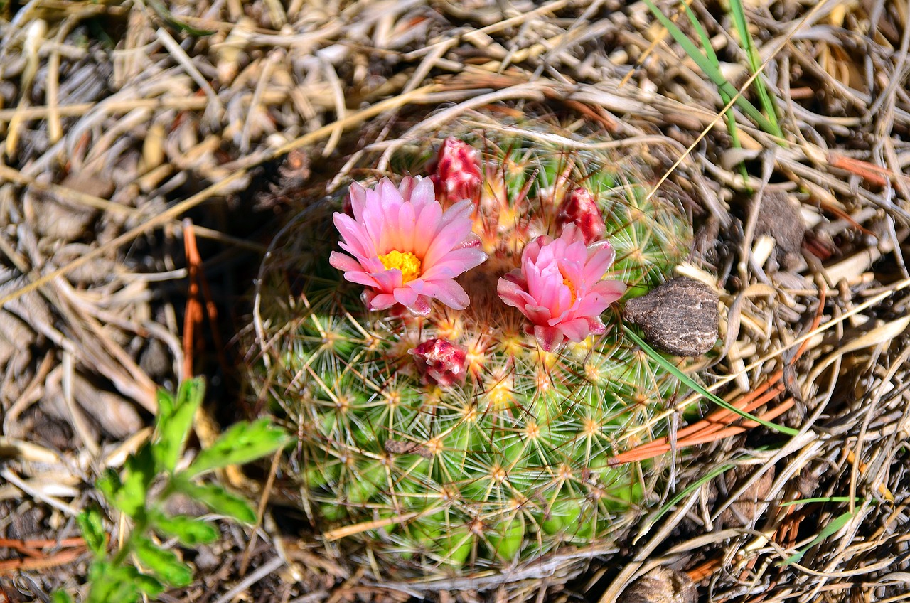 cactus flower summer free photo
