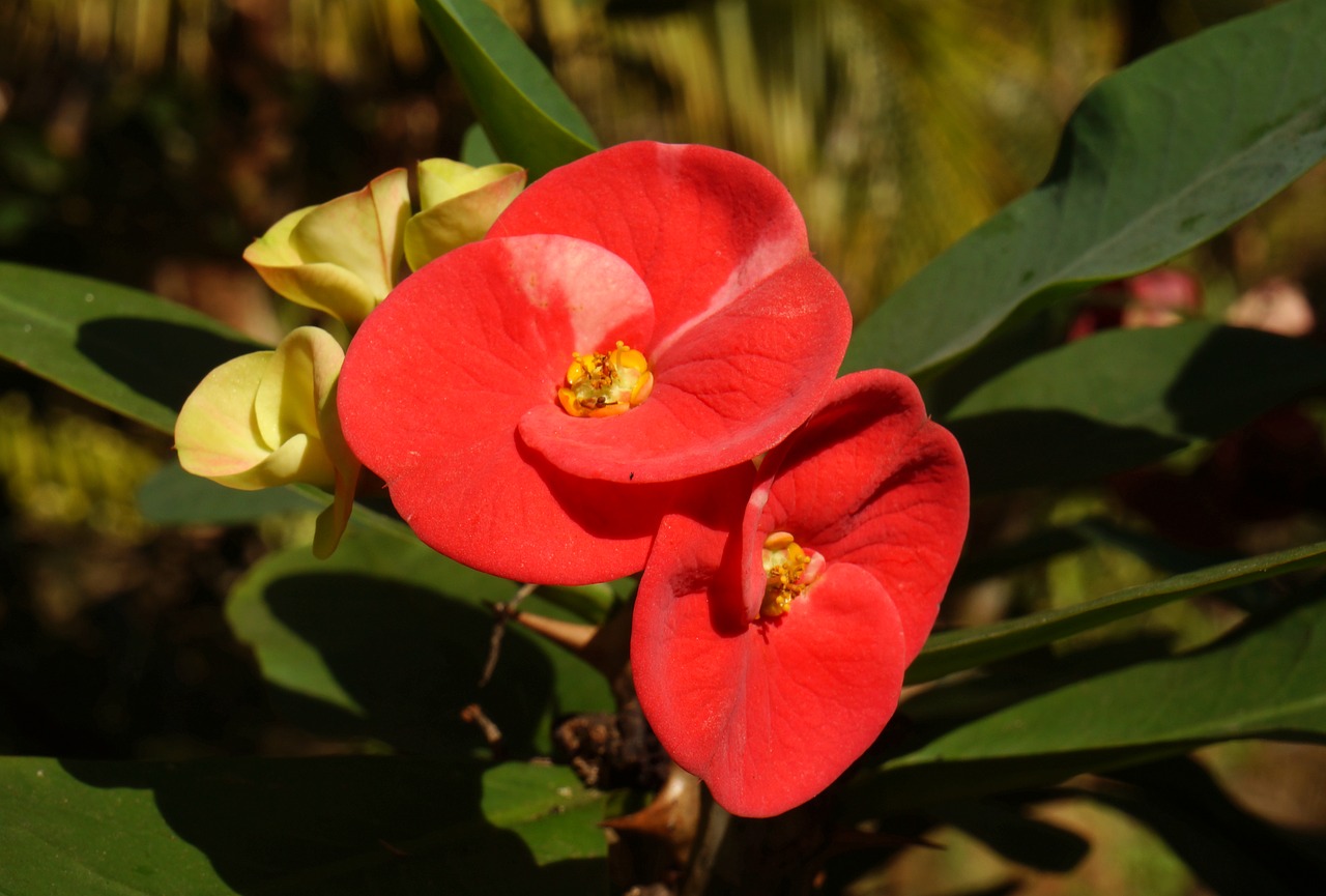 cactus red flowers flower free photo