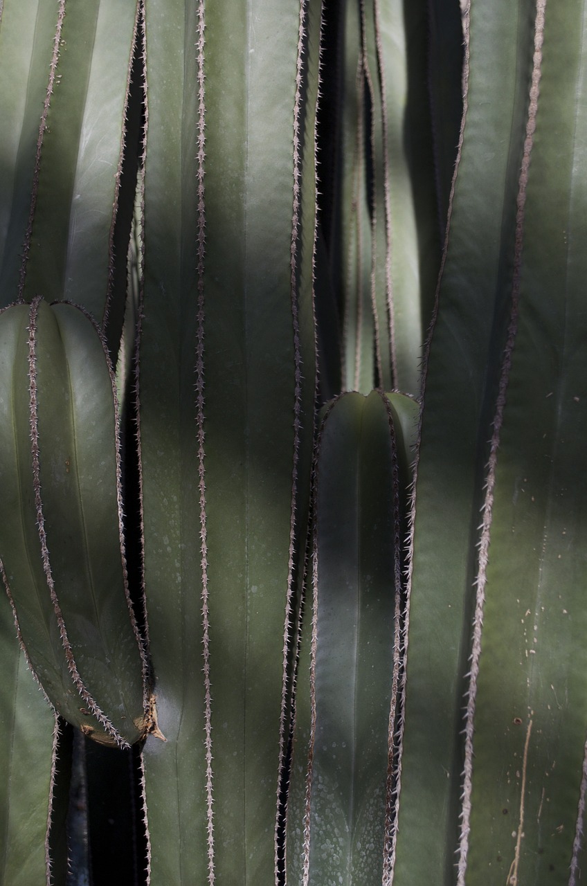 cactus plant longwood free photo