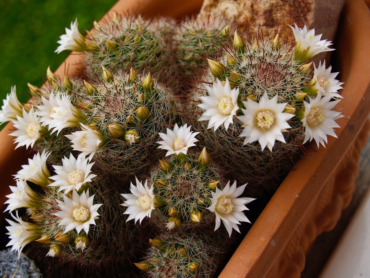 cactus nature bloom free photo