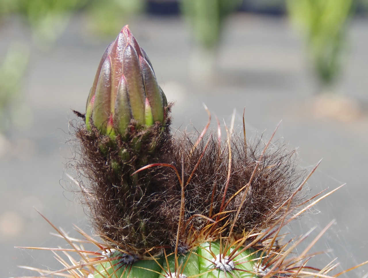 cactus bud flower bud free photo