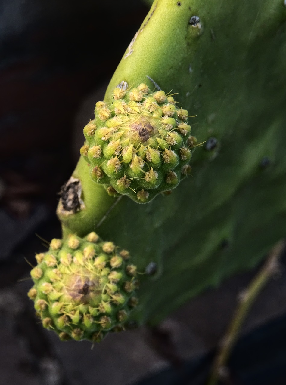 cactus prickly pear fruit free photo