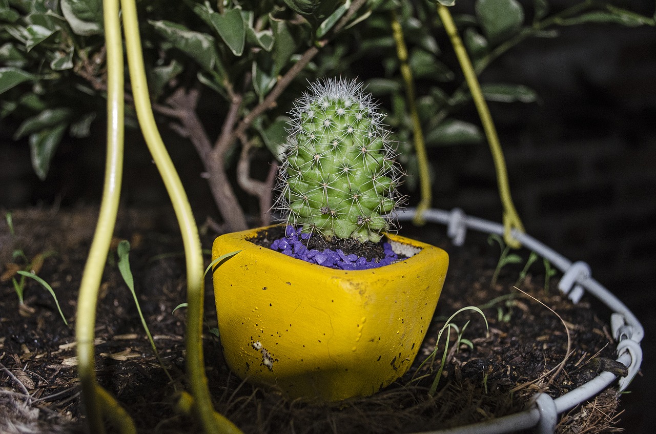 cactus night cactus night free photo