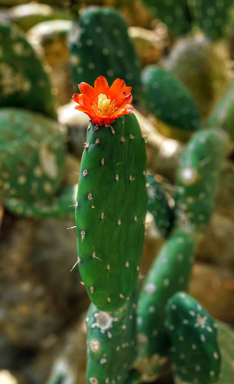 cactus flower kew gardens free photo