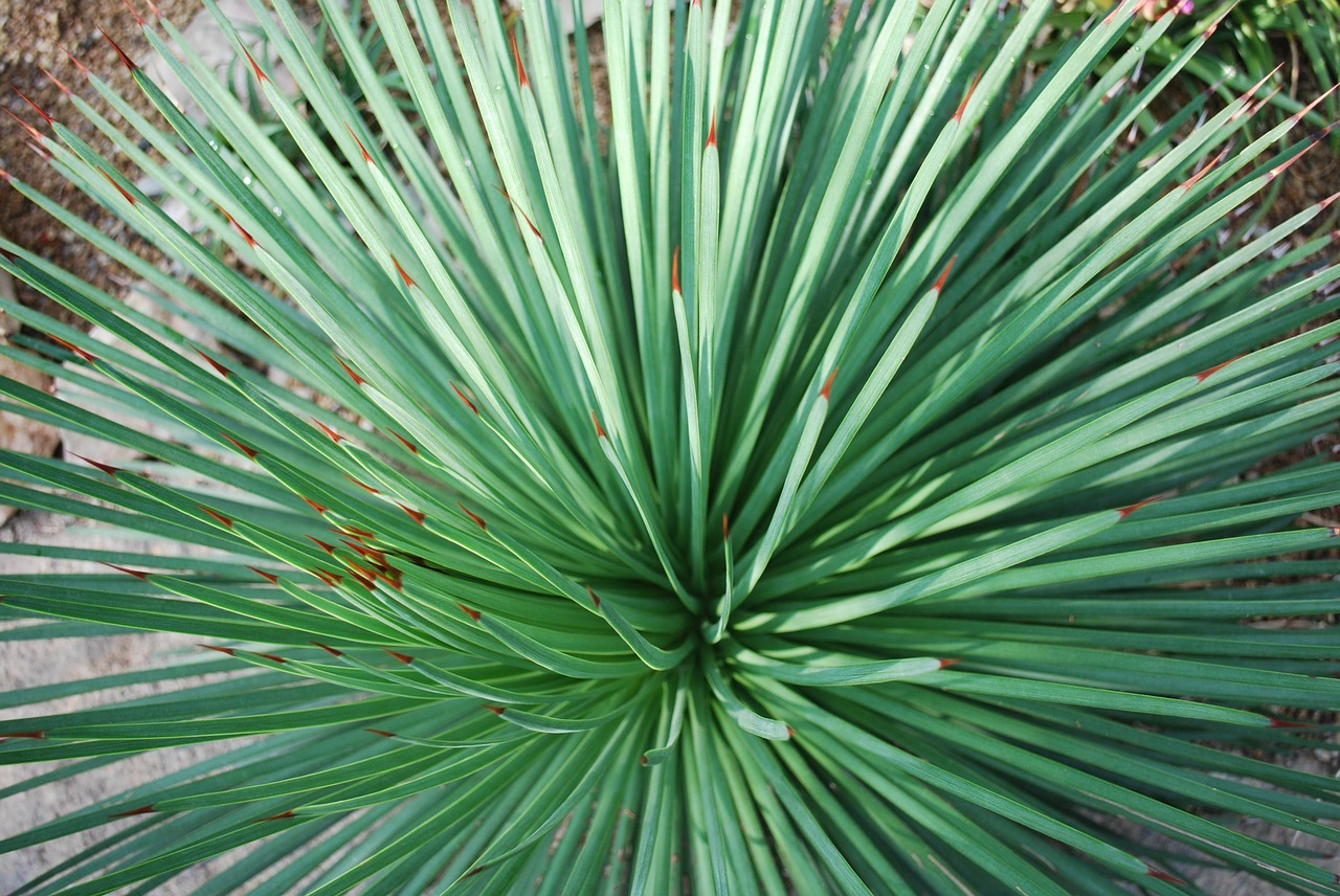 cactus desert plant free photo