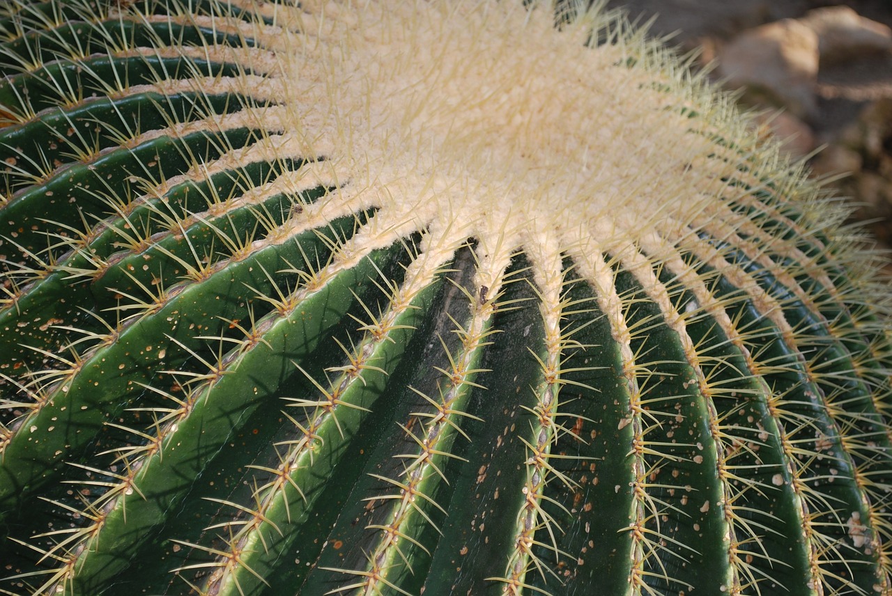 cactus desert plant free photo